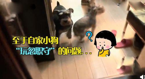 小狗看人吃瓜,萌态十足引网友热议